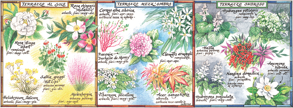 Fiori